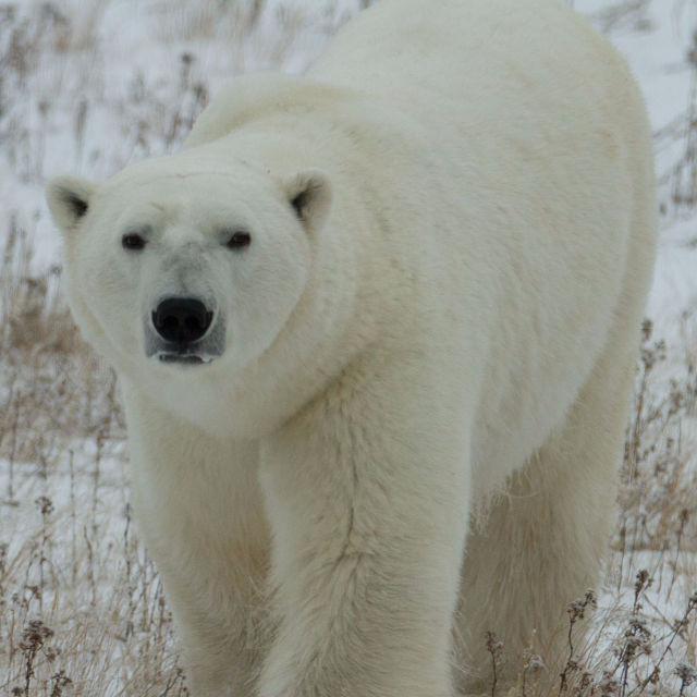 Isbjørnenes invasion