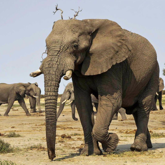 Elefant: Kongen af Kalahari