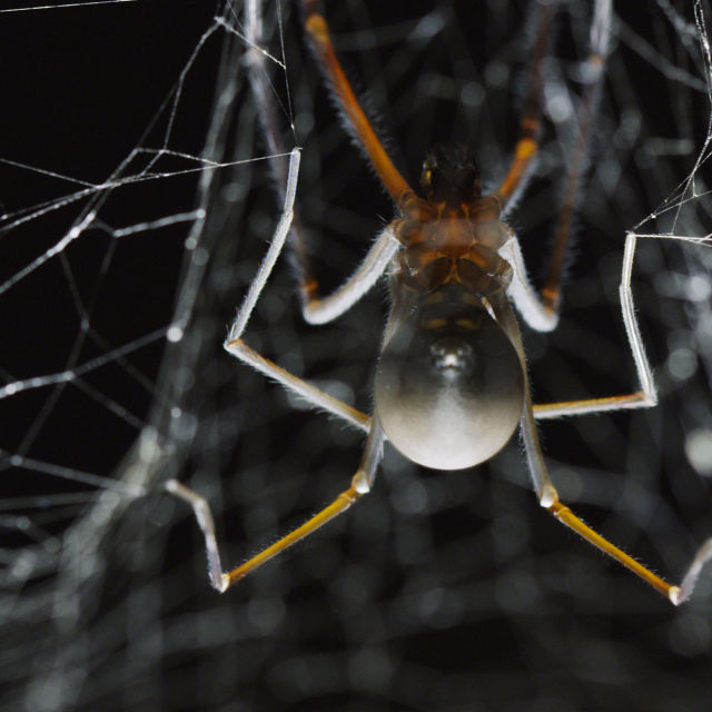 Mysteriet om den kæmpe huleedderkop