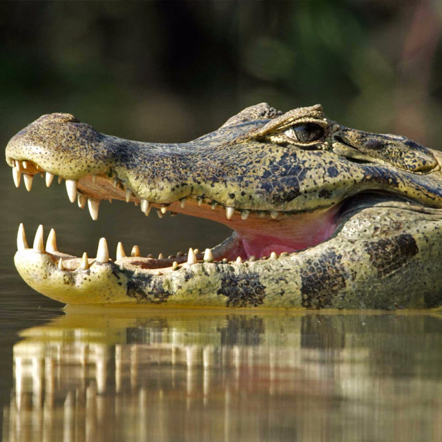 Jaguar vs. krokodille