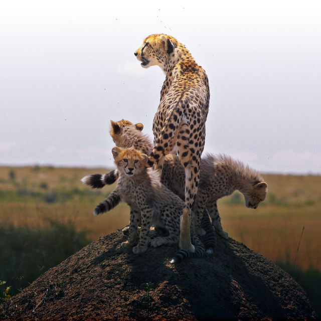 Geparden: Livsfarligt instinkt