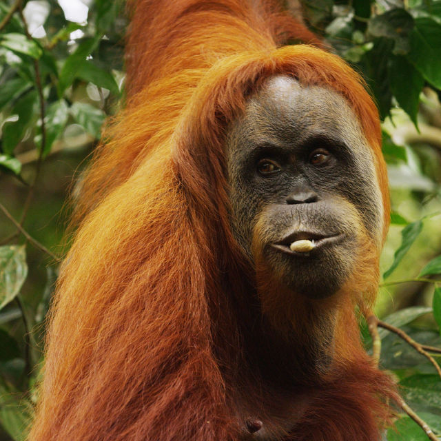 Orangutangernes sidste paradis