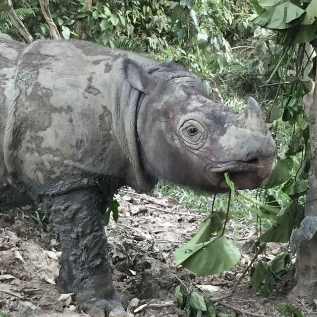 Operation sumatra-næsehorn