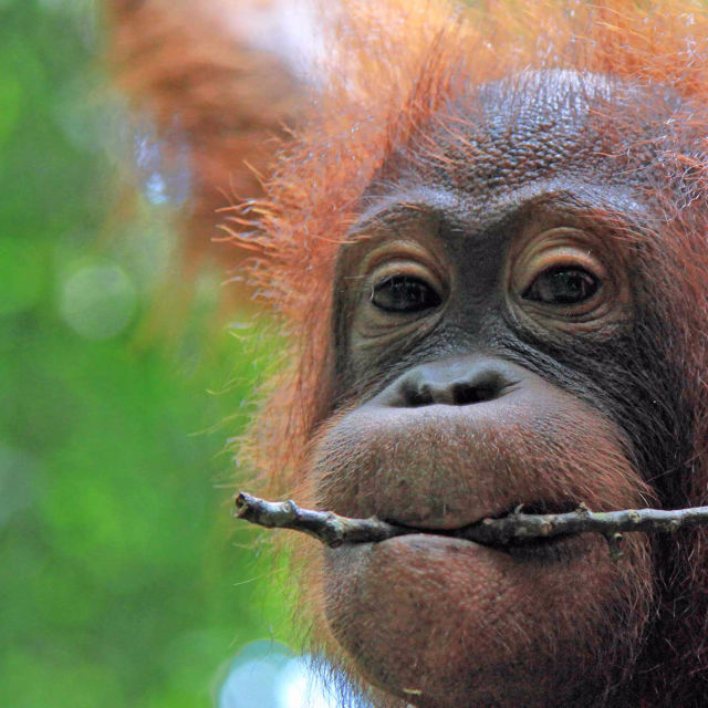 Det skjulte dyrerige på Borneo