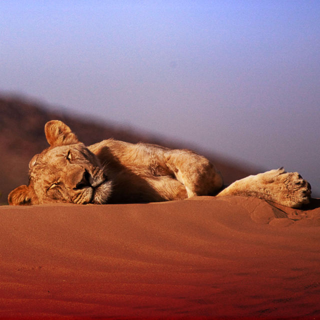 Fortabte konger: ørkenløverne i Namib