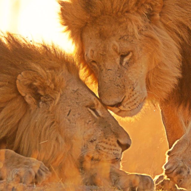 Det vilde Botswana: Løvernes broderskab