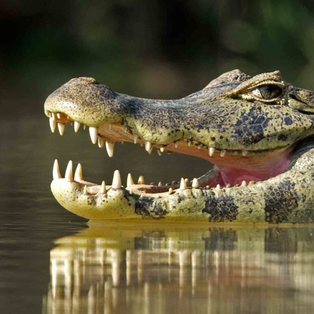 Jaguar vs. krokodille
