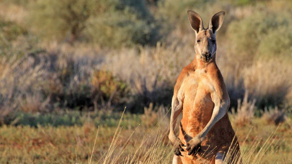 Det vilde Australien: Kængurukongen