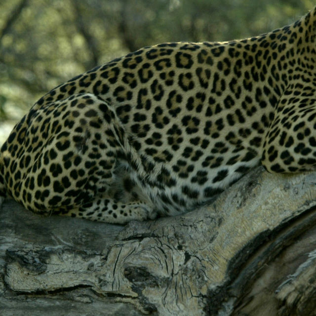 En anderledes leopard