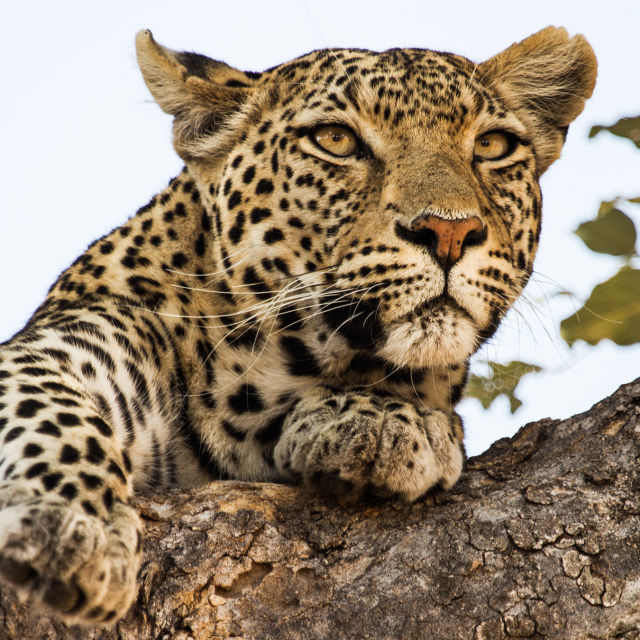 Leopard og hyæne: En mærkelig alliance