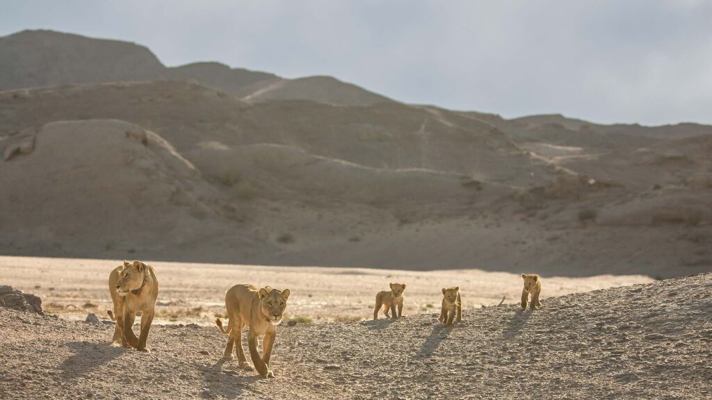 Desert Lions: Surviving At Skeleton Coast - National Geographic Er For ...