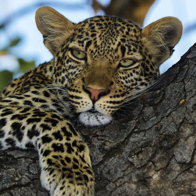 Leopardernes kongerige