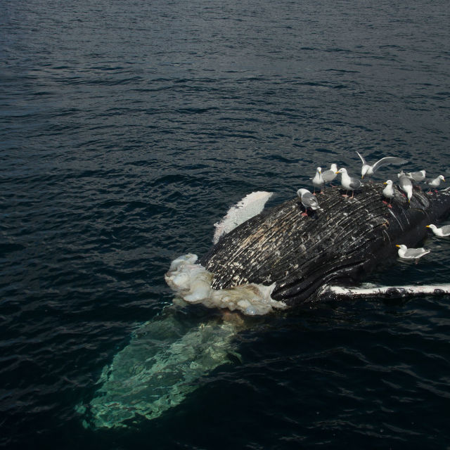 Verdens mest dødbringende hval