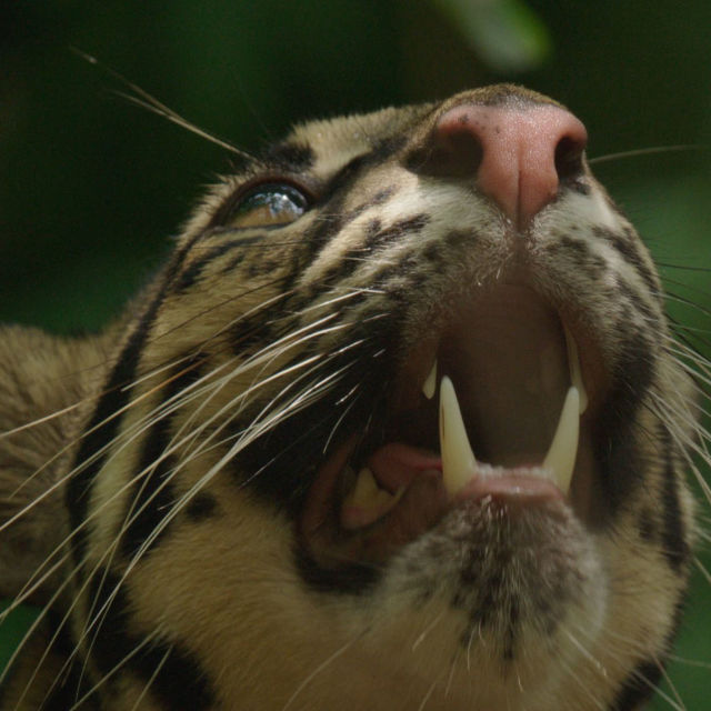 Thailands vilde katte