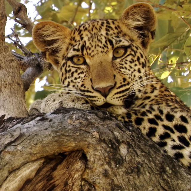 Leopardens øje (afsløret)