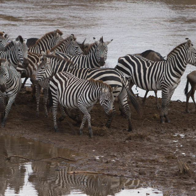 Zebraer i Serengeti