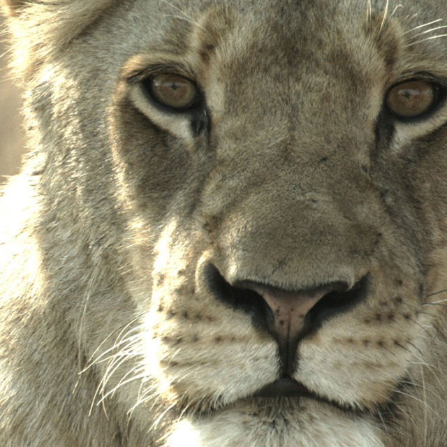 Malika: Løvedronningen