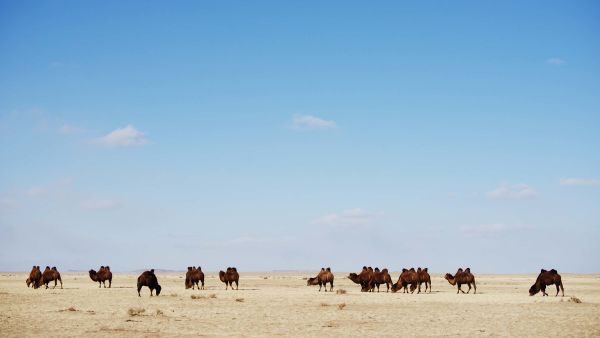 Det vilde Mongoliet: et land af ekstremer